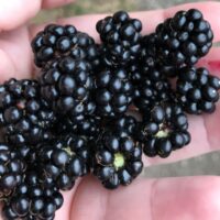 blackberries