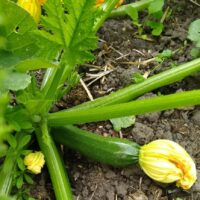 cerebral palsy and independent living, good nutrition growing own food