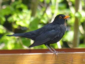 Beth Moulam, partially deaf first heard birds sing when she got hearing aids aged 10